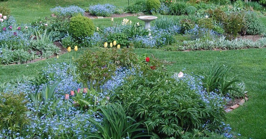 Landscaping with Forget-Me-Not
